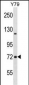 NCDN Antibody (N-term)